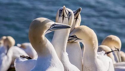 九游娱乐官网 (JIUYOU)-菲律宾客场胜阿尔巴尼亚，外界震惊不敢置信，2_0胜菲律宾