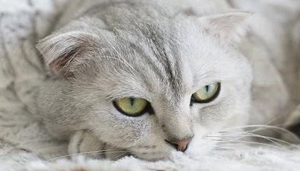 九游sports-利物浦展现实力，大胜暗香疯传的敌人，利物浦资料